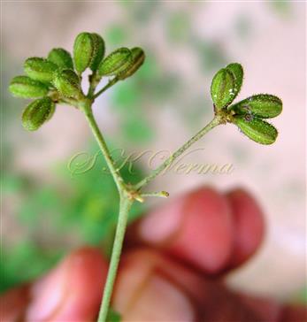  Fruits (Anthocarps)